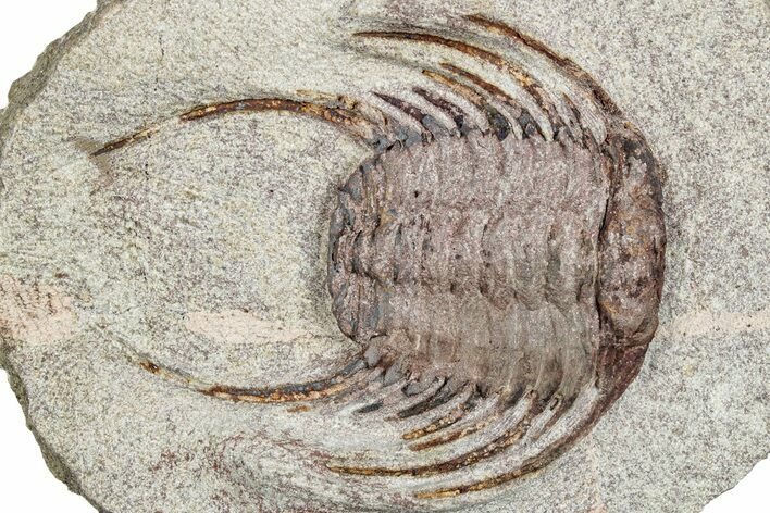 Spiny Selenopeltis Trilobite - Erfoud, Morocco #271346